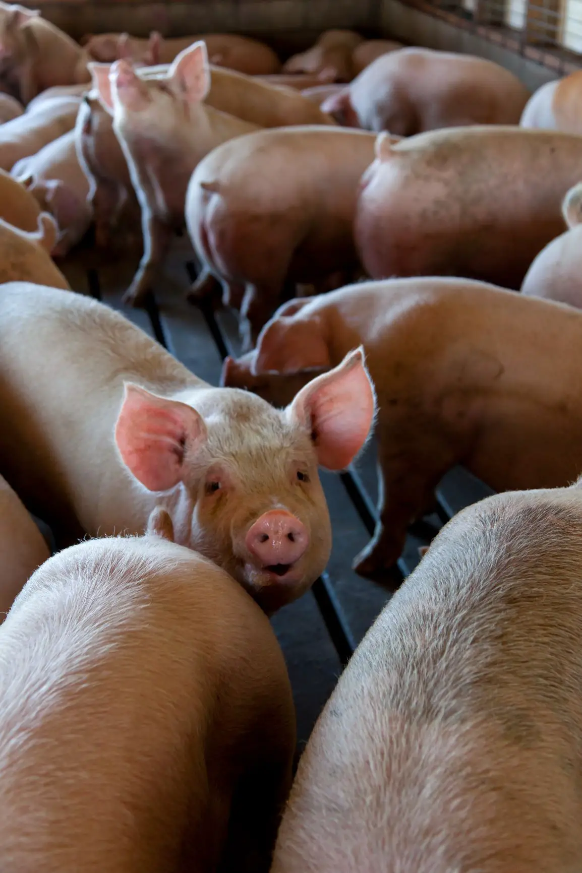pig farming in South Africa