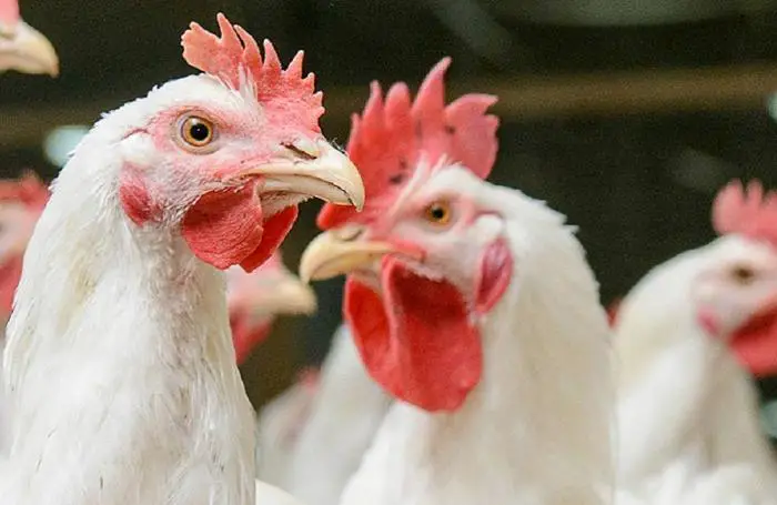 Costs of starting a poultry farm in South Africa