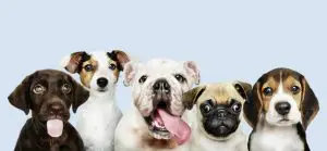 How to start a dog breeding business in South Africa